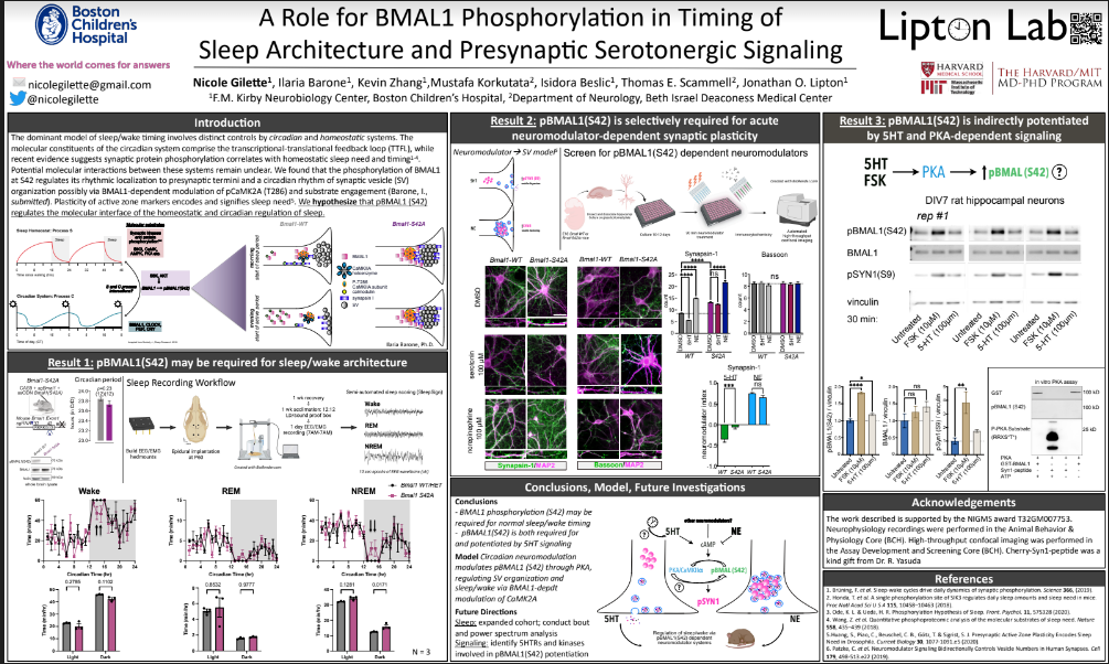 A Role for BMAL1 Phosphorylation in Serotonergic Signaling & Sleep/Wake Timing