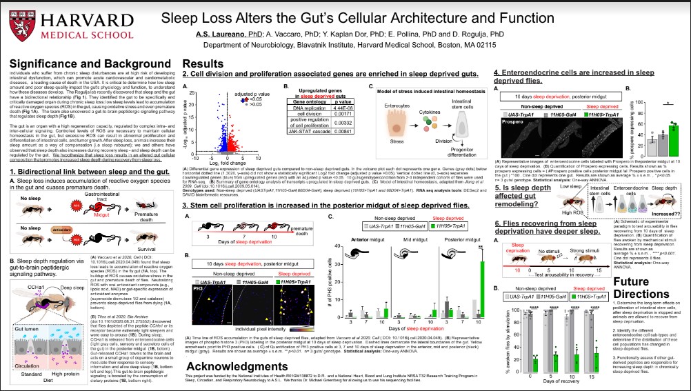 Sleep Loss Alters the Gut’s Cellular Architecture and Function